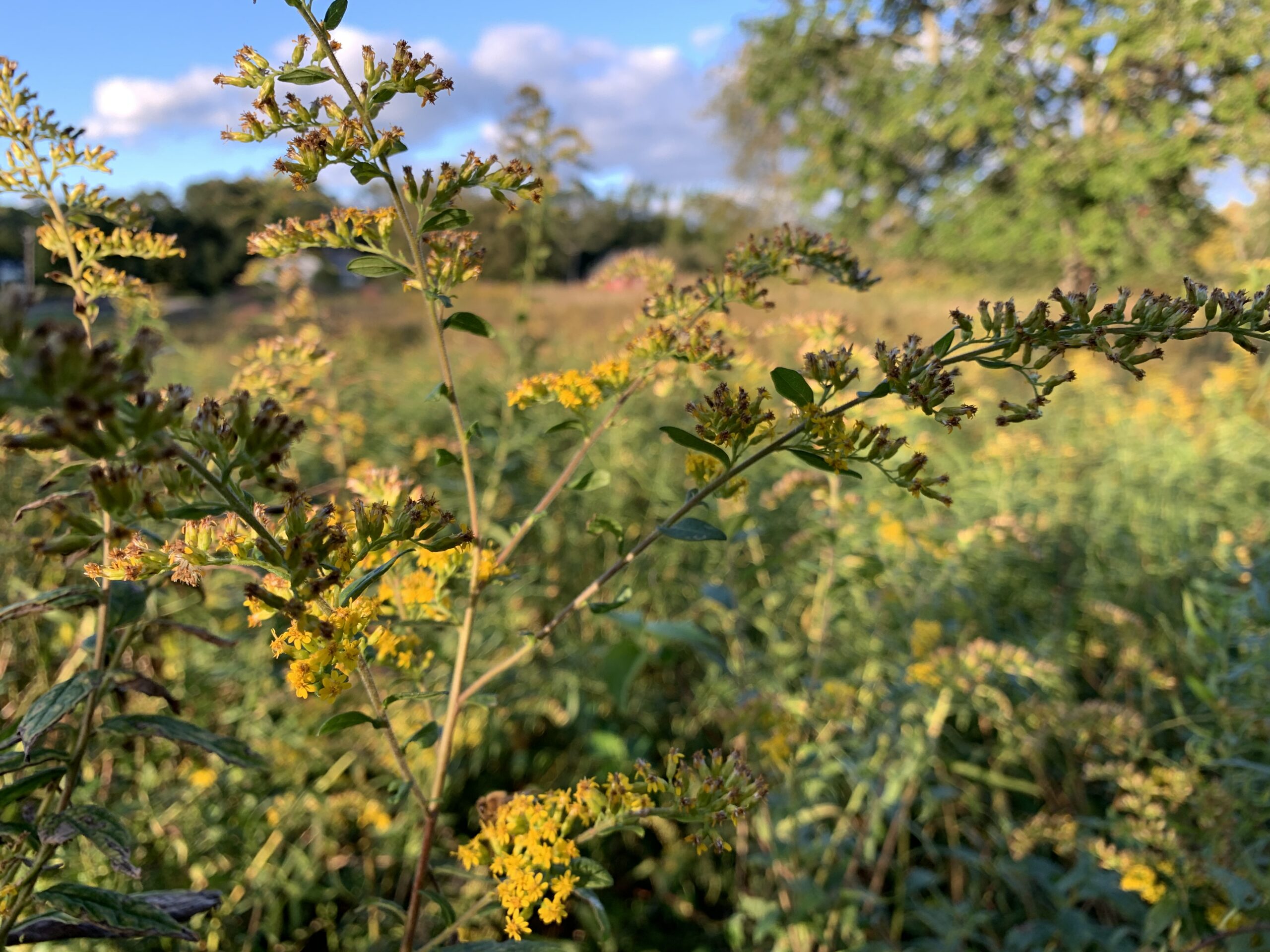 Painting at Slaughter